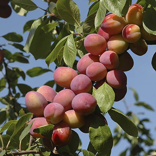 "The Victoria plum is a royal jewel in the orchard of life, its delicate essence a tribute to the beauty that ripens with time."
Health benefits