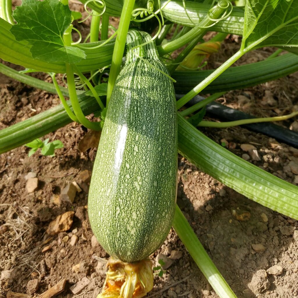 "Zucchini whispers the simplicity of summer in the green embrace of the garden; a versatile delight in every delicate bite." 